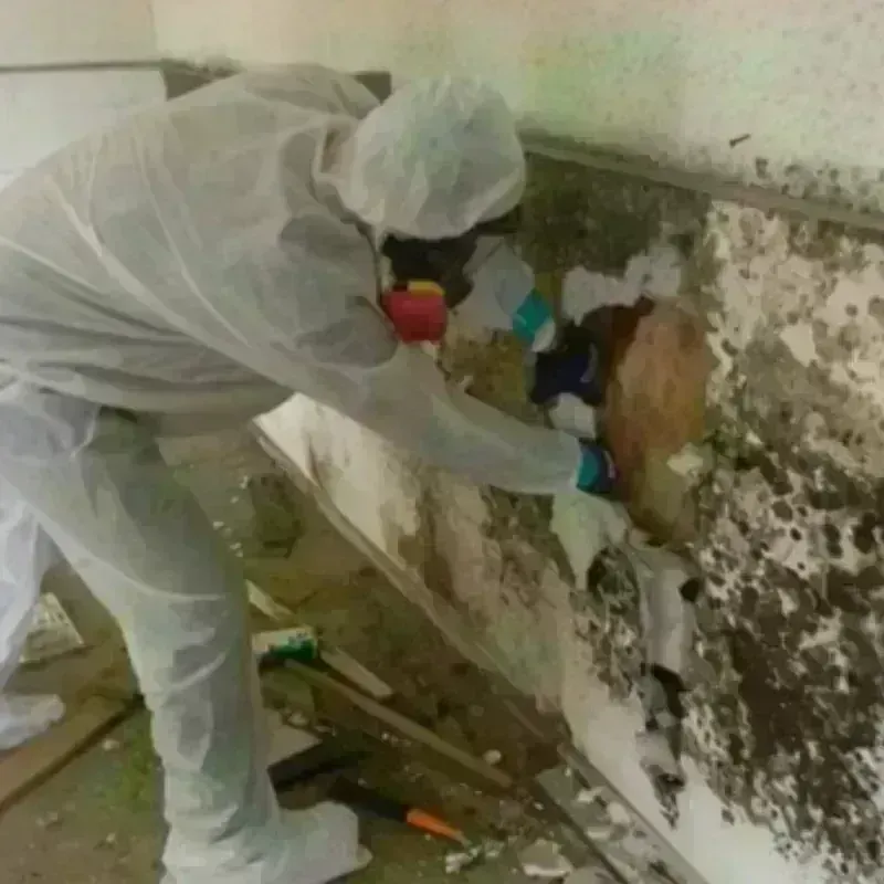 Mold Remediation and Removal in Washington County, PA